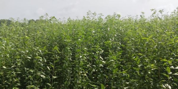 নড়াইলে ২৩ হাজার ৪শ’ ৯৮ হেক্টর জমিতে পাটের আবাদ হয়েছে 